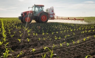 Dokarmianie dolistne (odżywianie) kukurydzy. Co powinien zawierać nawóz dolistny do kukurydzy?